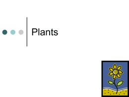 Plants Simple stuff! Plant cells. What is photosynthesis?  So why did you mention starch?