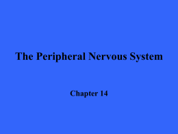 The Peripheral Nervous System Chapter 14 Introduction       The CNS would be useless without a means of sensing our own internal as well as the.