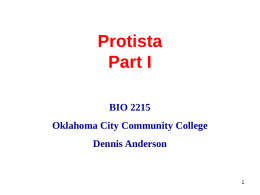 Protista Part I BIO 2215 Oklahoma City Community College  Dennis Anderson Protozoa Leewenhoek • First observed protozoa in 1675 • animalcules.