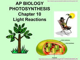 http://vilenski.org/science/safari/cellstructure/chloroplasts.html  AP BIOLOGY PHOTOSYNTHESIS Chapter 10 Light Reactions  http://www.science.siu.edu/plant-biology/PLB117/JPEGs%20CD/0076.JPG Sunlight is made up of many different wavelengths _______________ of light Your eyes “see” different wavelengths as different colors ___________ http://www.simontucket.com/_Portfolio/PortLarge/L_Il_Prism.jpg.