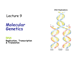 Lecture 9  Molecular Genetics DNA  Replication, Transcription & Translation ____________ Genomes • Prokaryotic genomes are made of DNA. • Prokaryotic chromosomes can be circular or linear. • Genome floats freely.