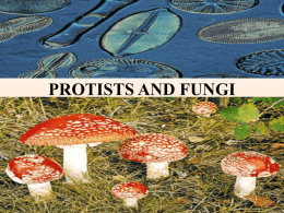 PROTISTS AND FUNGI Commonalities / Differences in the Protist Kingdom • • • • •  All are eukaryotes (cells with nuclei). Live in moist surroundings. Unicellular or multicellular. Autotrophs, heterotrophs,