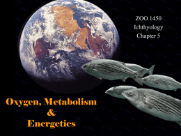 ZOO 1450 Ichthyology Chapter 5  Oxygen, Metabolism & Energetics Introduction • Most terrestrial vertebrates have internal lungs that must be ventilated through bidirectional movement of air to replenish.