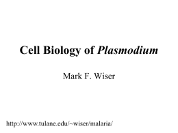 Cell Biology of Plasmodium Mark F. Wiser  http://www.tulane.edu/~wiser/malaria/ • Merozoite invasion involves specific interactions with the host erythrocyte. • The actively growing parasite places metabolic and other demands.