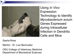 Using In Vivo Expression Technology to Identify Mycobacterium avium Genes Expressed during Intracellular Infection in Dendritic Cells and Mice Sasha Rose Mentor: Dr.