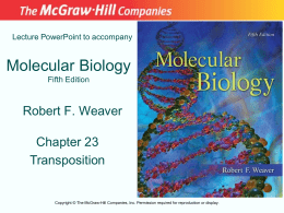 Lecture PowerPoint to accompany  Molecular Biology Fifth Edition  Robert F. Weaver Chapter 23 Transposition  Copyright © The McGraw-Hill Companies, Inc.