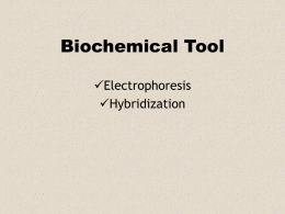 Biochemical Tool Electrophoresis Hybridization Electrophoresis Electro = flow of electricity, Phoresis= to carry across (from the Greek)  1. 2. 3. 4. 5.  Molecules are separated by electric force F = qE.