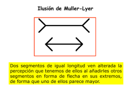 Ilusión de Muller-Lyer  Dos segmentos de igual longitud ven alterada la percepción que tenemos de ellos al añadirles otros segmentos en forma de.