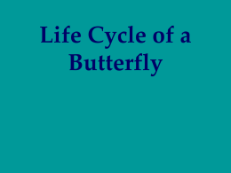 Life Cycle of a Butterfly The egg is a tiny, round, oval, or cylindrical object, usually with fine ribs and other microscopic structures.