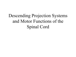 Descending Projection Systems and Motor Functions of the Spinal Cord I.  II.  Functional anatomy of motor systems and descending pathways. A.