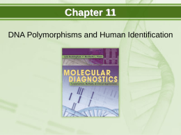 Chapter 11 DNA Polymorphisms and Human Identification Objectives  Compare and contrast different types of polymorphisms.  Define restriction fragment length polymorphisms.  Describe short.