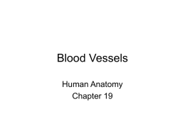 Blood Vessels Human Anatomy Chapter 19 • The blood vessels of the body form a closed circulatory system. Blood is pumped from the heart to.