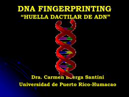 DNA FINGERPRINTING “HUELLA DACTILAR DE ADN”  Dra. Carmen Baerga Santini Universidad de Puerto Rico-Humacao.