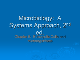 Microbiology: A nd Systems Approach, 2 ed. Chapter 5: Eukaryotic Cells and Microorganisms 5.1 The History of Eukaryotes   First eukaryotic cells on earth approximately 2 billion years.