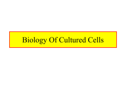 Biology Of Cultured Cells Does Culturing Reflect Reality • Culturing Deviates From In Vivo Environment – 3-D matrix is disrupted (collagen, cell-cell.