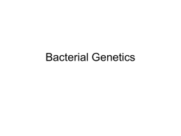 Bacterial Genetics Review • Genome: genetic blueprint • Gene: • Most organisms-DNA • Viruses – DNA or RNA.