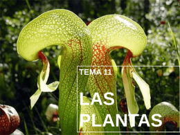 TEMA 11  LAS PLANTAS LAS  FANERÓGAMAS O PLANTAS CON FLOR. Clasificación de las plantas. PLANTAS INFERIORES: Tienen una estructura muy simple.