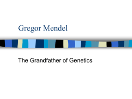 Gregor Mendel  The Grandfather of Genetics Mendel   Modern genetics had its beginnings in an abbey garden, where a monk named Gregor Mendel documented a.