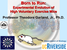 Born to Run: Experimental Evolution of High Voluntary Exercise Mice Professor Theodore Garland, Jr., Ph.D.  Department of Biology.