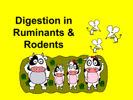 Digestion in Ruminants & Rodents Ruminants • Herbivore mammals • Eg. Cow, goat, giraffe, deer • Feed on plant - cellulose.