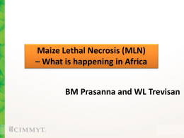 Maize Lethal Necrosis (MLN) – What is happening in Africa BM Prasanna and WL Trevisan.