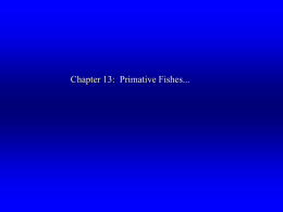 Chapter 13: Primative Fishes... Polypteriformes • Primitive Traits – – – – –  Ganoid Scales Lung-like gas bladder –gulp air & survive in low O2 Spiracle Spiral Valve Heterocercal Tail  • Unique.