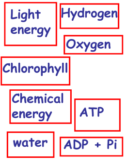 Hydrogen Light energy Oxygen  Chlorophyll Chemical energy water  ATP  ADP + Pi Hydrogen Carbon Dioxide ATP ADP and Pi Glucose This powerpoint was kindly donated to www.worldofteaching.com  http://www.worldofteaching.com is home to over a thousand powerpoints submitted by teachers.
