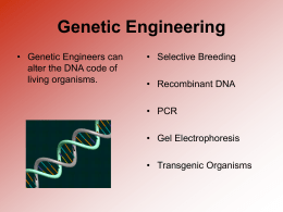 Genetic Engineering • Genetic Engineers can alter the DNA code of living organisms.  • Selective Breeding • Recombinant DNA  • PCR • Gel Electrophoresis • Transgenic Organisms.