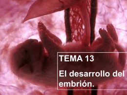 TEMA 13 El desarrollo del embrión. El desarrollo del embrión. Al igual que en el ser humano, tras la fecundación se produce una célula llamada.