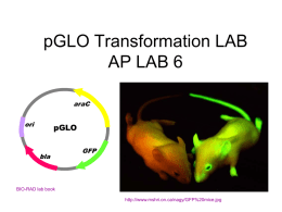 pGLO Transformation LAB AP LAB 6 araC ori  pGLO bla  GFP  BIO-RAD lab book http://www.mshri.on.ca/nagy/GFP%20mice.jpg Aequorea victoria: Source of “glowing gene” for this experiment.