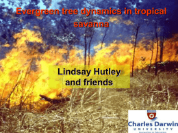 Evergreen tree dynamics in tropical savanna  Lindsay Hutley and friends Talk Outline • Evergreen savanna trees species – Australian savannas dominated by evergreen tree species – All.