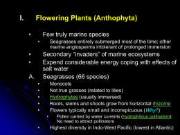 I.  Flowering Plants (Anthophyta) •  Few truly marine species •  • •  Seagrasses entirely submerged most of the time; other marine angiosperms intolerant of prolonged immersion  Secondary “invaders” of.