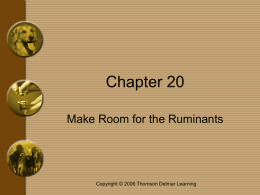 Chapter 20 Make Room for the Ruminants  Copyright © 2006 Thomson Delmar Learning.
