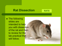 Rat Dissection   The following slides are intended to help you with dissection of the rat and then to review for the lab practical that will follow.  RATS.