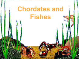 Chordates and Fishes  copyright cmassengale Characteristics of Chordates  •  A chordate is an animal that in some stage of development has: 1. 2.  • • • •  • •  3.  Notochord- dorsal rod of specialized.