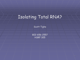Isolating Total RNA? Scott Tighe 802-656-2557 HSRF 305 RNA Structure Major Types mRNA-transcription rRNA5s,5.8s,16s, 18s,23s,26s 28s tRNA-Involved in PS Other ncRNAmiRNA,  Different from DNA has 2’OH Group!  siRNA snRNA snoRNA SmY scaRNA gRNA RNase P RNase MRP.