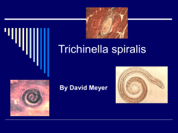 Trichinella spiralis  By David Meyer What is it?  Parasitic disease  Commonly called the trichina worm  Caused by eating raw or undercooked  pork.