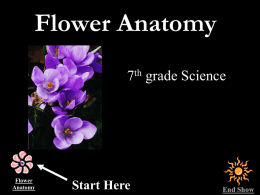 Flower Anatomy 7th grade Science  Flower Anatomy  Start Here  End Show Flower Anatomy Outer Parts  Flower Anatomy  Inner Parts  Resources  End Show Outer Parts Petals Calyx  Peduncle  Receptacle Flower Anatomy  End Show.
