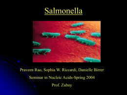 Salmonella  Praveen Rao, Sophia W. Riccardi, Danielle Birrer Seminar in Nucleic Acids-Spring 2004 Prof.
