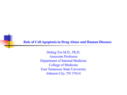 Role of Cell Apoptosis in Drug Abuse and Human Diseases  Deling Yin M.D., Ph.D. Associate Professor Department of Internal Medicine College of Medicine East Tennessee.