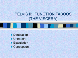 PELVIS II: FUNCTION TABOOS (THE VISCERA)    Defecation  Urination  Ejaculation  Conception REVIEW OF PELVIS I  Pelvic brim, inlet  Pelvic outlet  True pelvis--viscera  Tilt.