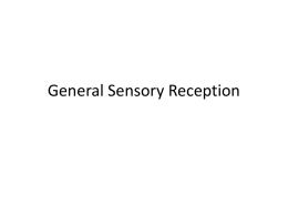 General Sensory Reception The Sensory System • • • • •  What are the senses ? How sensory systems work Body sensors and homeostatic maintenance Sensing the external environment Mechanisms.