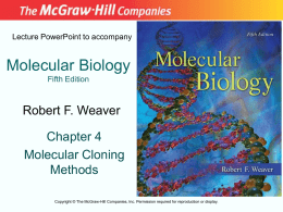 Lecture PowerPoint to accompany  Molecular Biology Fifth Edition  Robert F. Weaver Chapter 4 Molecular Cloning Methods Copyright © The McGraw-Hill Companies, Inc.