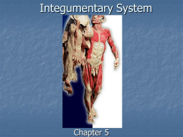 Integumentary System  Chapter 5 Objectives: 1- Describe the functions of the integumentary system. 2- Identify the major structures found in the three layers of the.