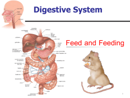 Digestive System  Feed and Feeding กระบวนการย่ อยอาหาร (digestion) แบ่ งได้ เป็ น 3 ประเภทด้ วยกัน คือ การย่ อยโดยวิธีกล (mechanical digestion)ได แก การเคีย้ วอาหารใน ปาก.