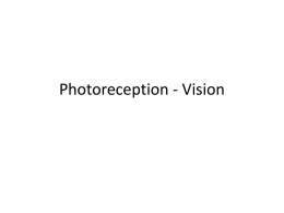 Photoreception - Vision Vision Accessory structures of the eye • Eyelids (palpebrae) separated by the palpebral fissue • Eyelashes • Tarsal glands • Lacrimal apparatus.