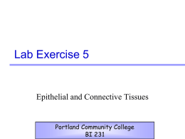 Lab Exercise 5  Epithelial and Connective Tissues  Portland Community College BI 231 Tissues • Groups of cells similar in structure and function • Each tissue.