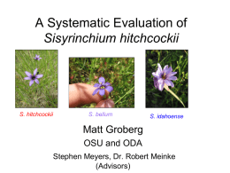 A Systematic Evaluation of Sisyrinchium hitchcockii  S. hitchcockii  S. bellum  S. idahoense  Matt Groberg OSU and ODA Stephen Meyers, Dr.