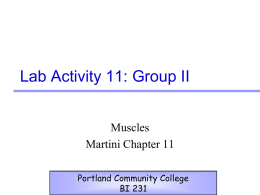 Lab Activity 11: Group II Muscles Martini Chapter 11 Portland Community College BI 231
