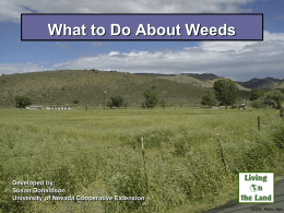 What to Do About Weeds  Developed by: Susan Donaldson University of Nevada Cooperative Extension UNCE, Reno, Nev.